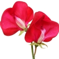 نخود شیرین Sweet Pea